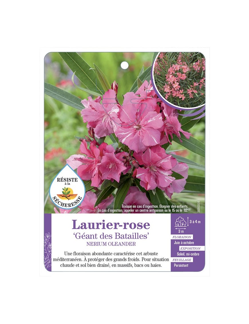 NERIUM OLEANDER GÉANT DES BATAILLES voir Laurier-rose