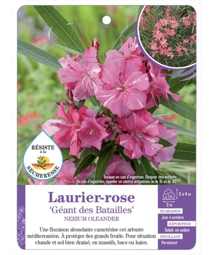 NERIUM OLEANDER GÉANT DES BATAILLES voir Laurier-rose