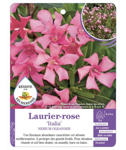 NERIUM OLEANDER ITALIA voir Laurier-rose