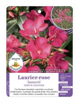 NERIUM OLEANDER JANNOCH voir Laurier-rose