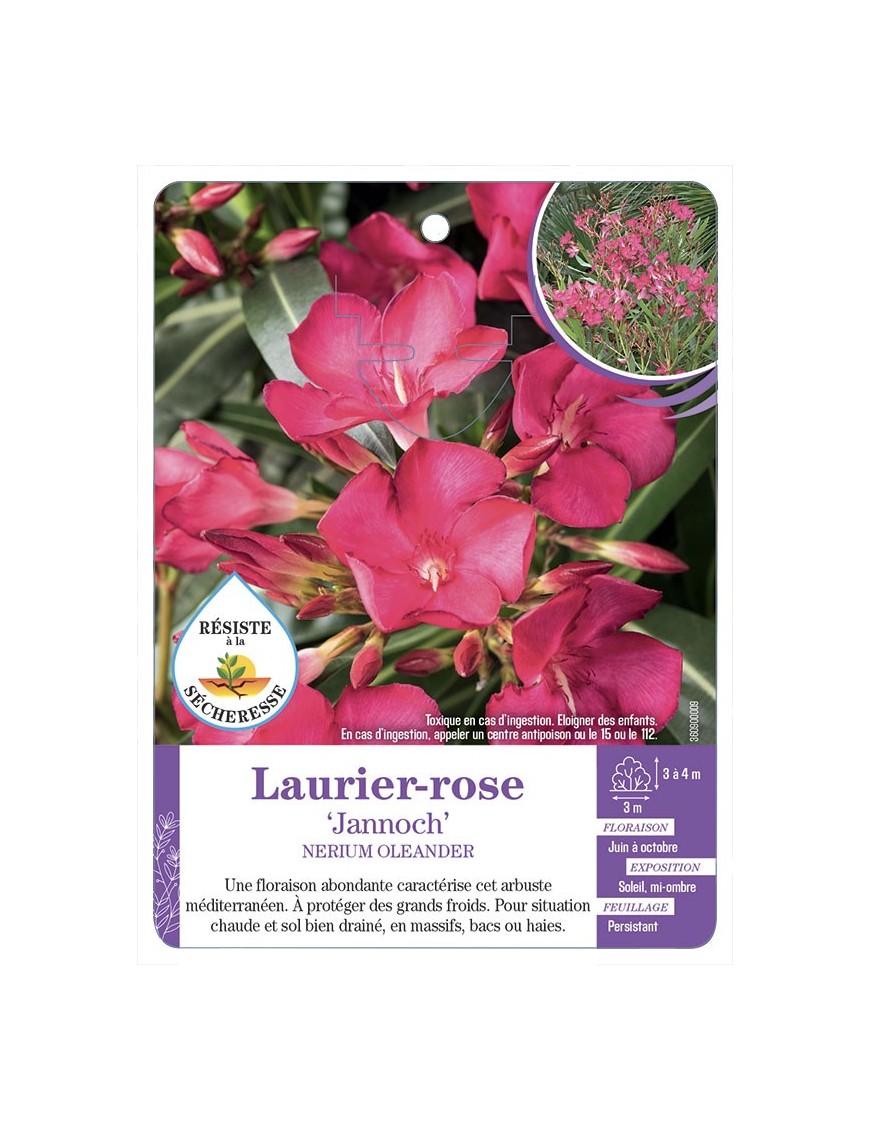 NERIUM OLEANDER JANNOCH voir Laurier-rose