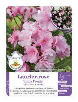 NERIUM OLEANDER LOUIS POUGET voir Laurier-rose