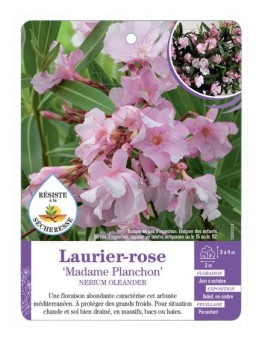 NERIUM OLEANDER MADAME PLANCHON voir Laurier-rose