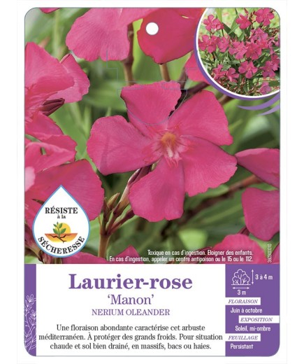 NERIUM OLEANDER MANON voir Laurier-rose