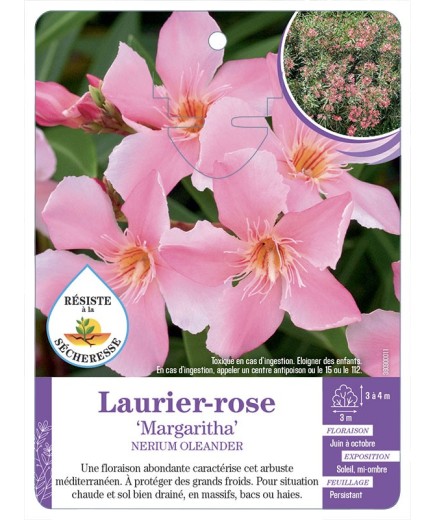 NERIUM OLEANDER MARGARITHA voir Laurier-rose