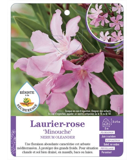 NERIUM OLEANDER MINOUCHE voir Laurier-rose