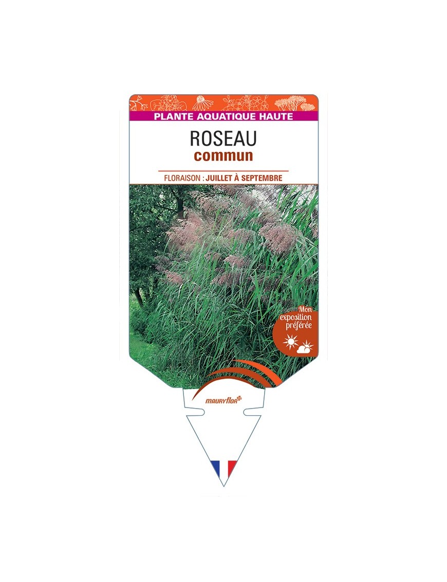 PHRAGMITES australis voir Roseau commun