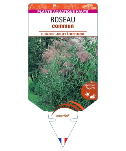 PHRAGMITES australis voir Roseau commun
