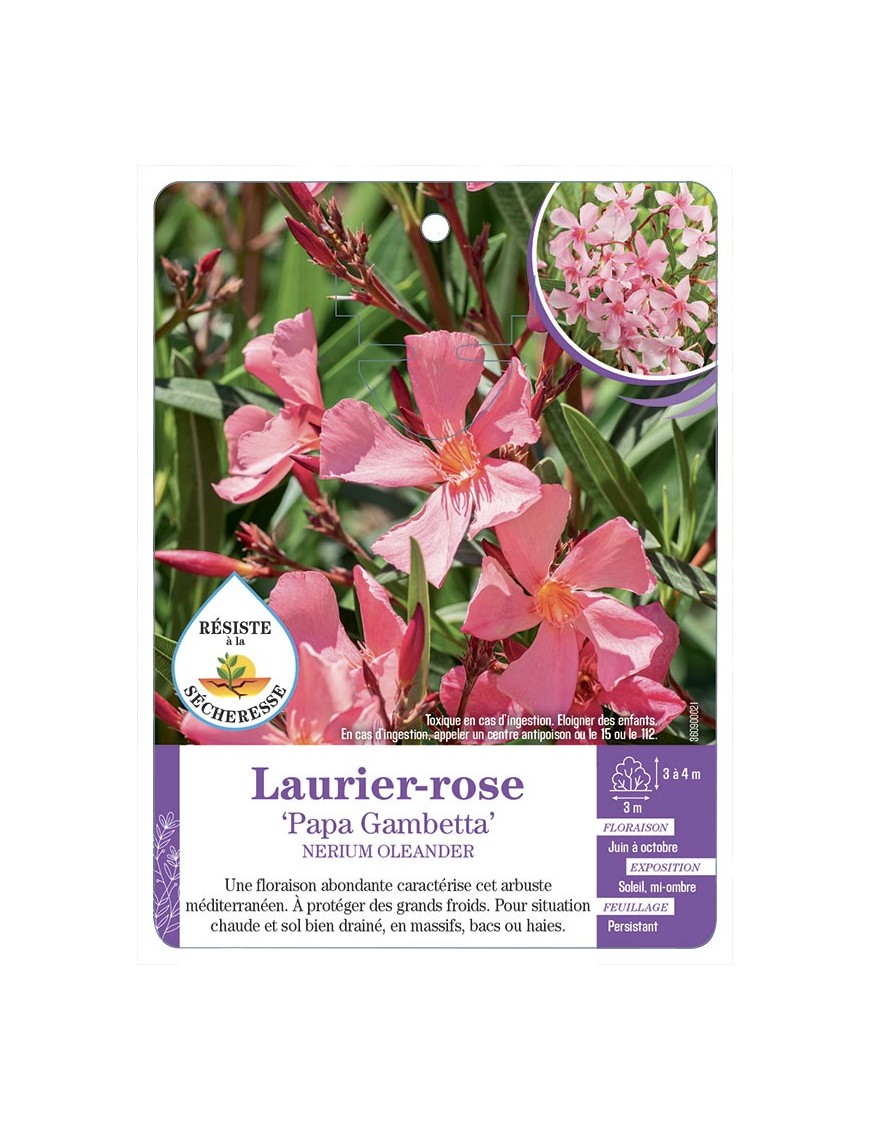NERIUM OLEANDER PAPA GAMBETTA voir Laurier-rose