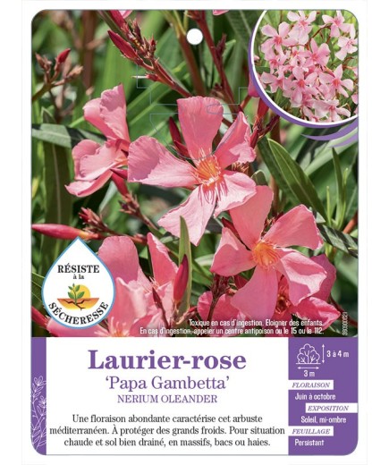 NERIUM OLEANDER PAPA GAMBETTA voir Laurier-rose