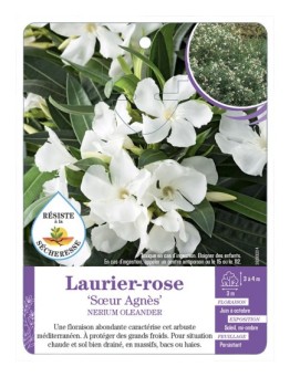 NERIUM OLEANDER SŒUR AGNÈS voir Laurier-rose