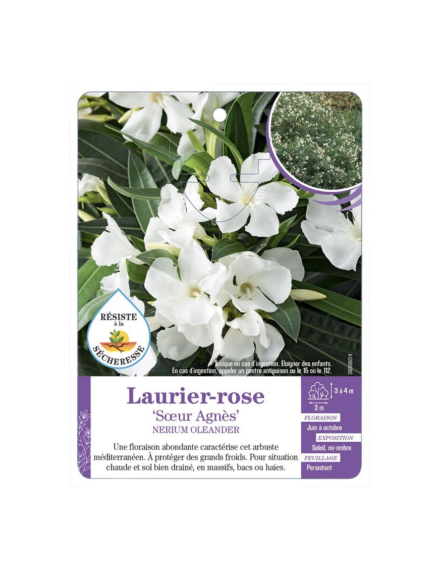 NERIUM OLEANDER SŒUR AGNÈS voir Laurier-rose