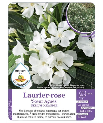 NERIUM OLEANDER SŒUR AGNÈS voir Laurier-rose