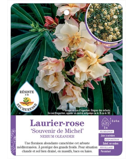 NERIUM OLEANDER SOUVENIR DE MICHEL voir Laurier-rose