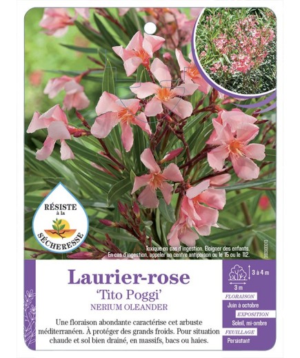 NERIUM OLEANDER TITO POGGI voir Laurier-rose