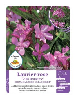 NERIUM OLEANDER VILLA ROMAINE voir Laurier-rose