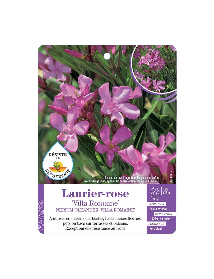 NERIUM OLEANDER VILLA ROMAINE voir Laurier-rose