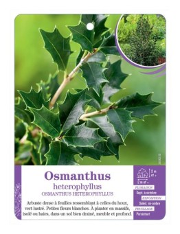 OSMANTHUS HETEROPHYLLUS