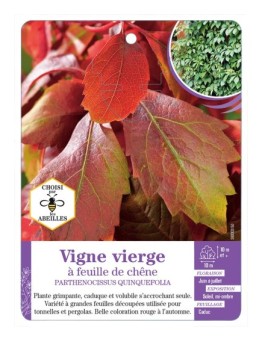PARTHENOCISSUS QUINQUEFOLIA voir Vigne vierge à feuille de chêne