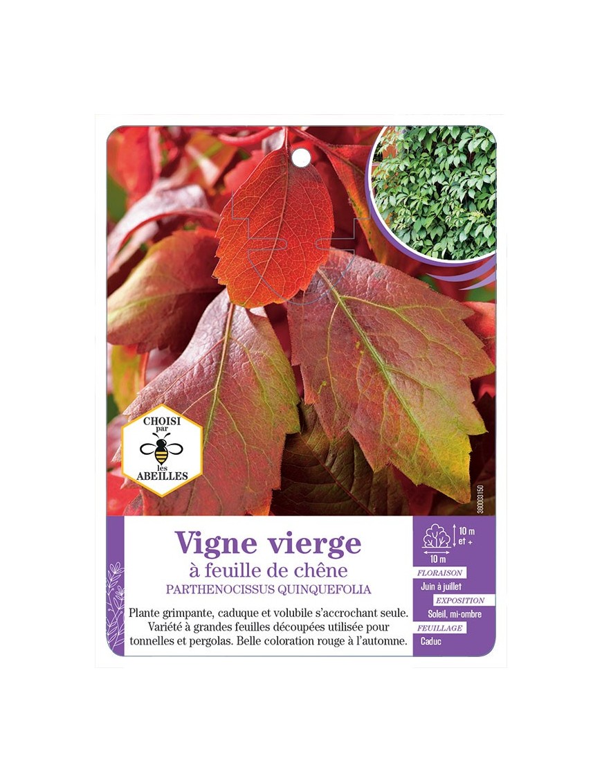 PARTHENOCISSUS QUINQUEFOLIA voir Vigne vierge à feuille de chêne