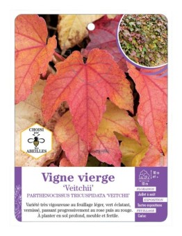 PARTHENOCISSUS TRICUSPIDATA VEITCHII voir Vigne vierge