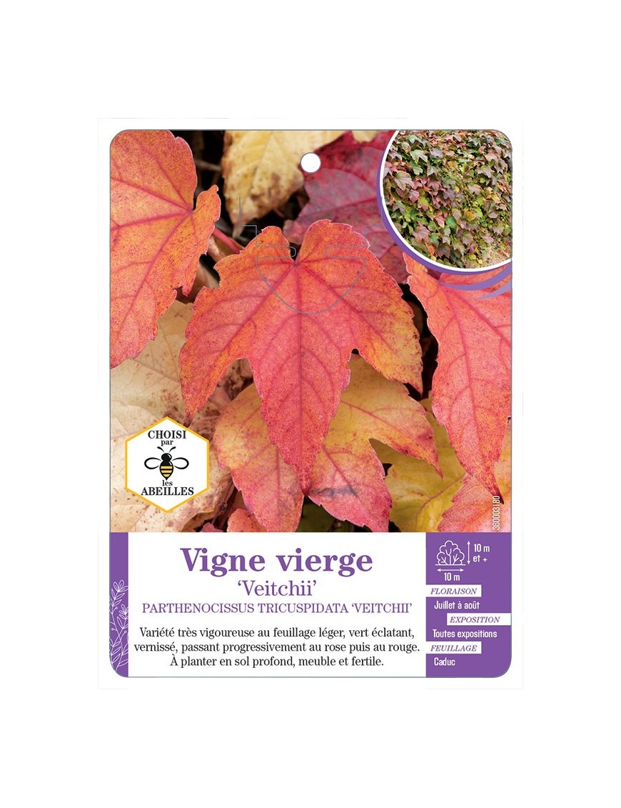 PARTHENOCISSUS TRICUSPIDATA VEITCHII voir Vigne vierge