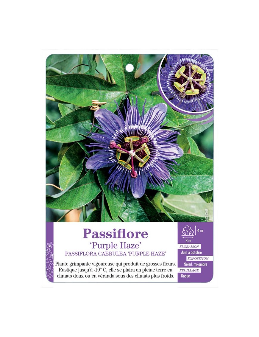 PASSIFLORE CAERULEA PURPLE HAZE
