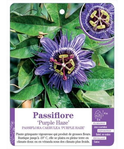 PASSIFLORE CAERULEA PURPLE HAZE
