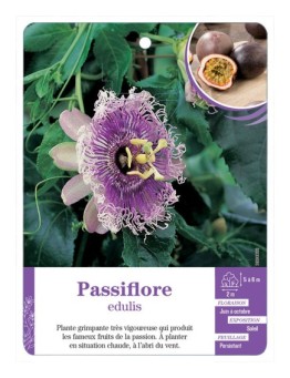 PASSIFLORE EDULIS