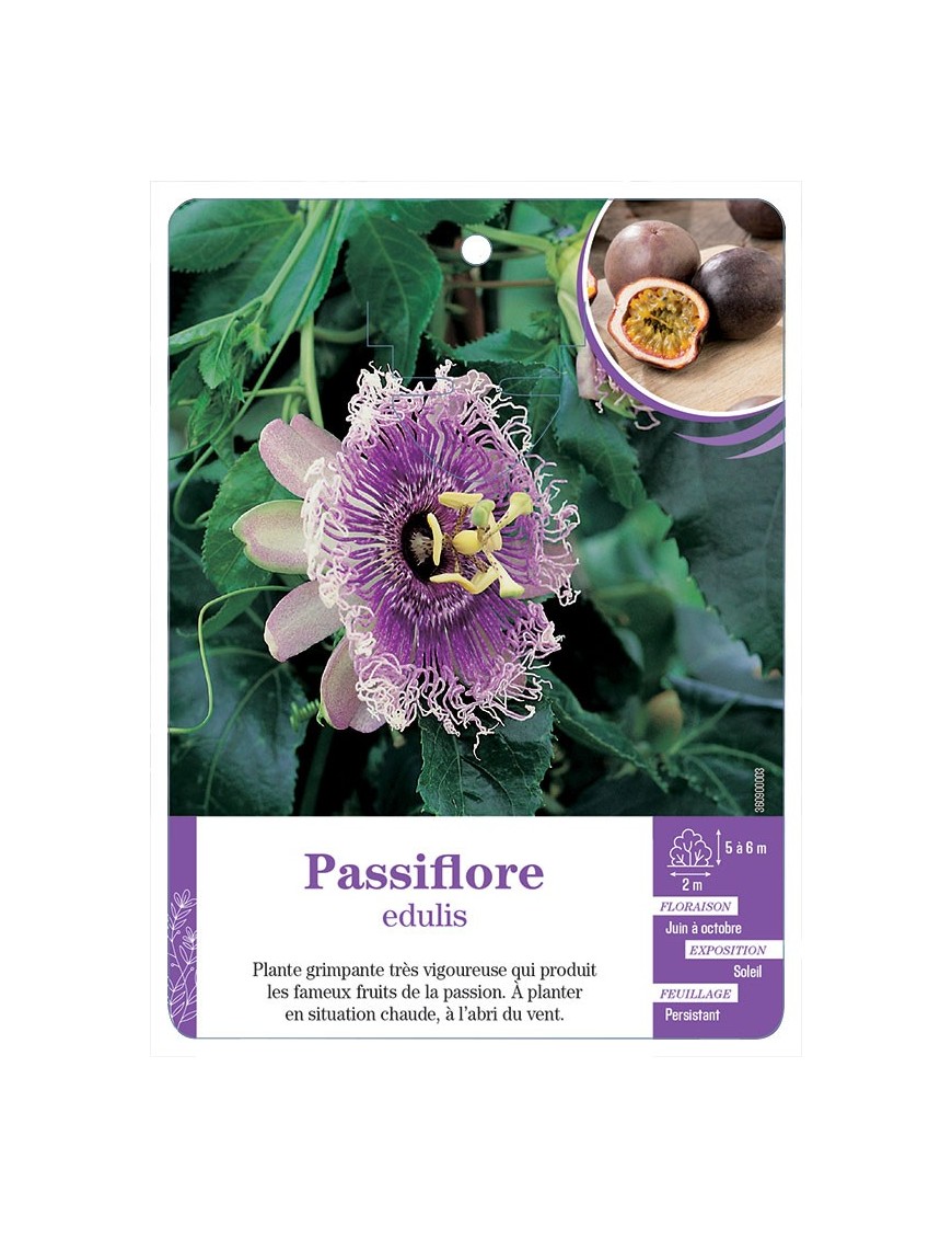 PASSIFLORE EDULIS