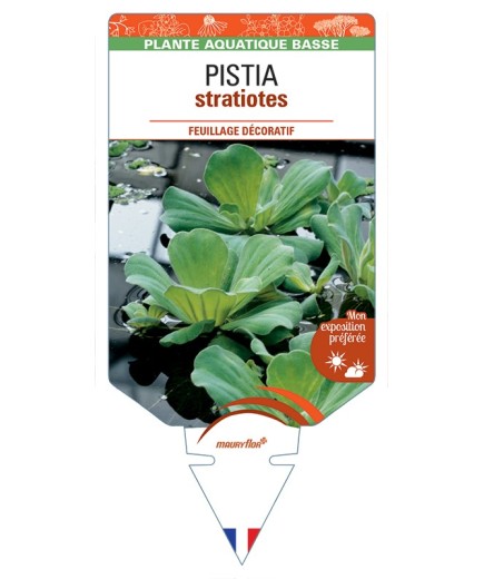 PISTIA stratiotes