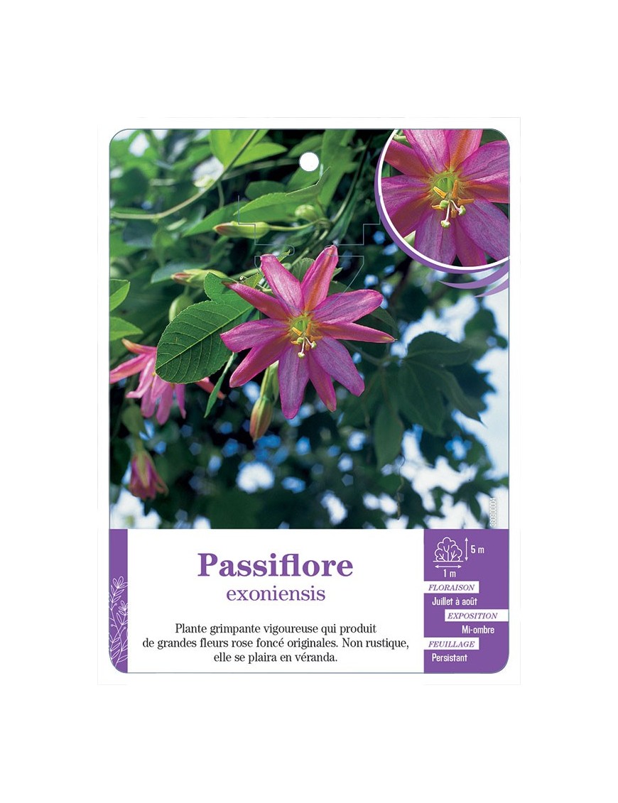 PASSIFLORE EXONIENSIS
