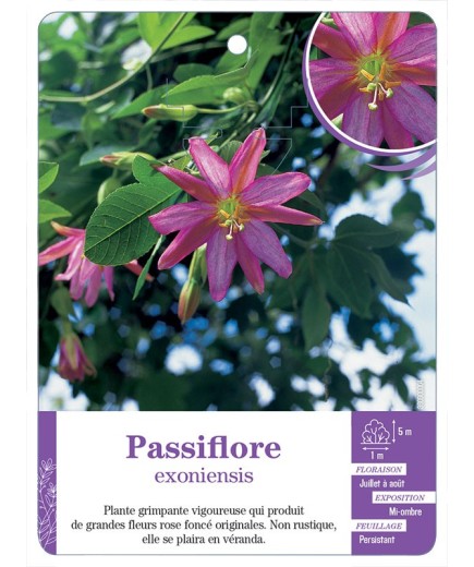PASSIFLORE EXONIENSIS