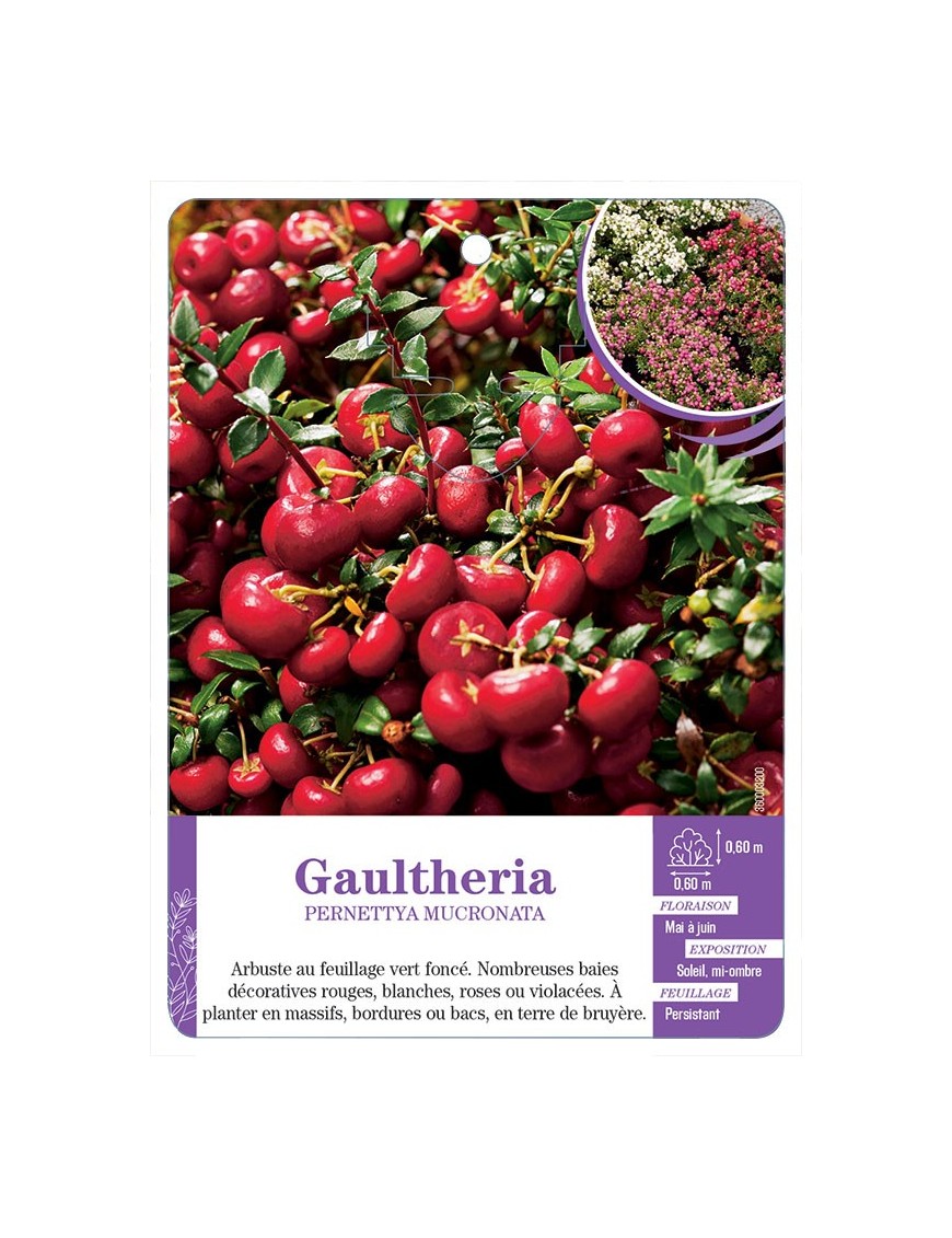 PERNETTYA MUCRONATA voir Gaultheria (varié)