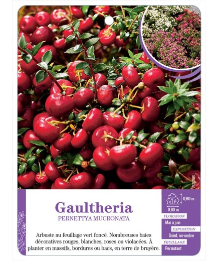 PERNETTYA MUCRONATA voir Gaultheria (varié)