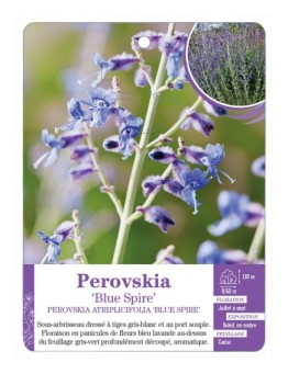 PEROVSKIA ATRIPLICIFOLIA BLUE SPIRE