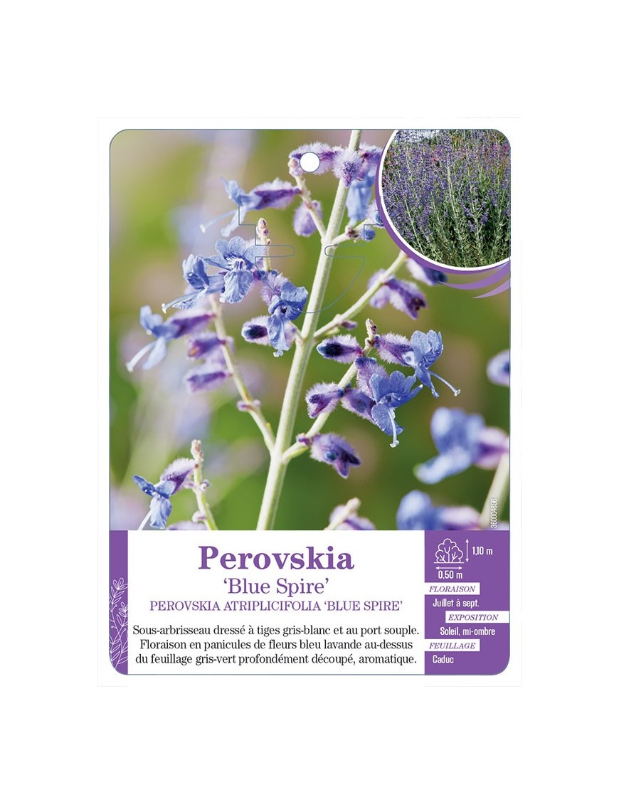 PEROVSKIA ATRIPLICIFOLIA BLUE SPIRE