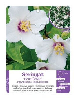 PHILADELPHUS BELLE ÉTOILE voir Seringat