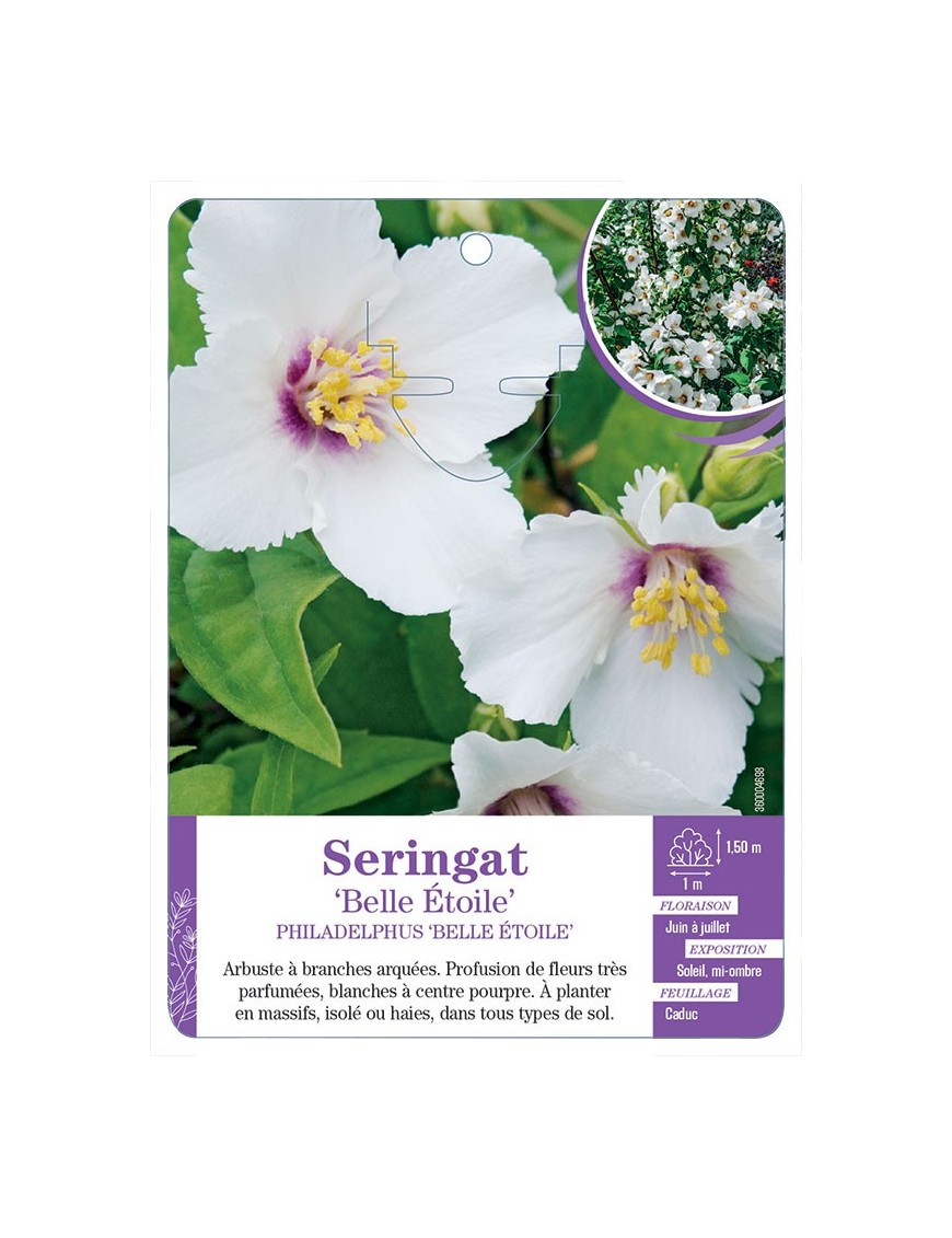 PHILADELPHUS BELLE ÉTOILE voir Seringat