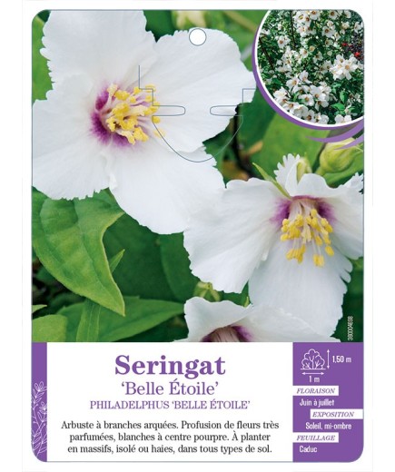 PHILADELPHUS BELLE ÉTOILE voir Seringat