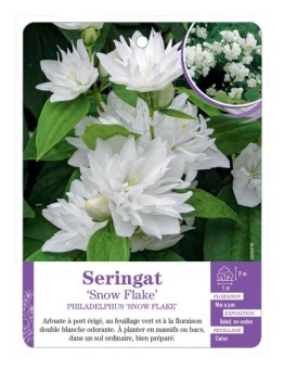 PHILADELPHUS SNOW FLAKE voir Seringat