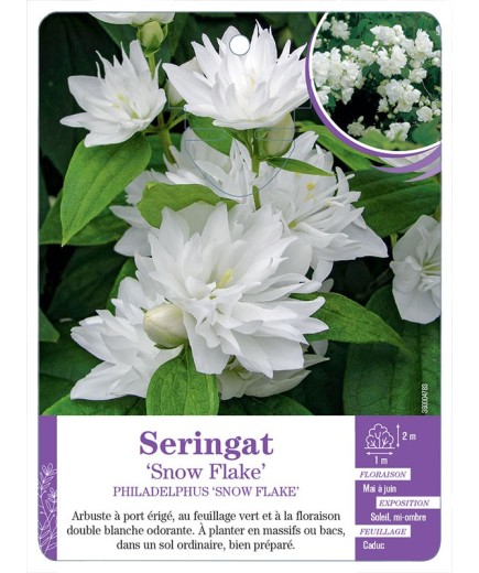 PHILADELPHUS SNOW FLAKE voir Seringat