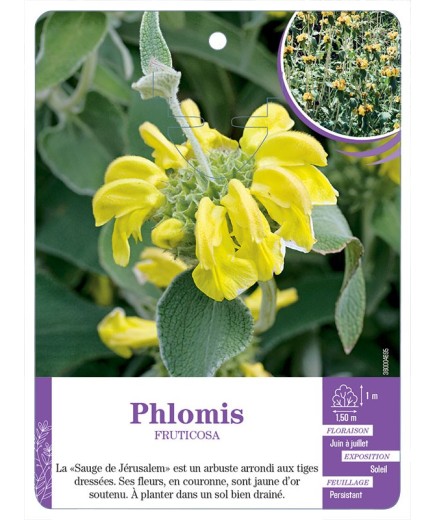 PHLOMIS FRUTICOSA