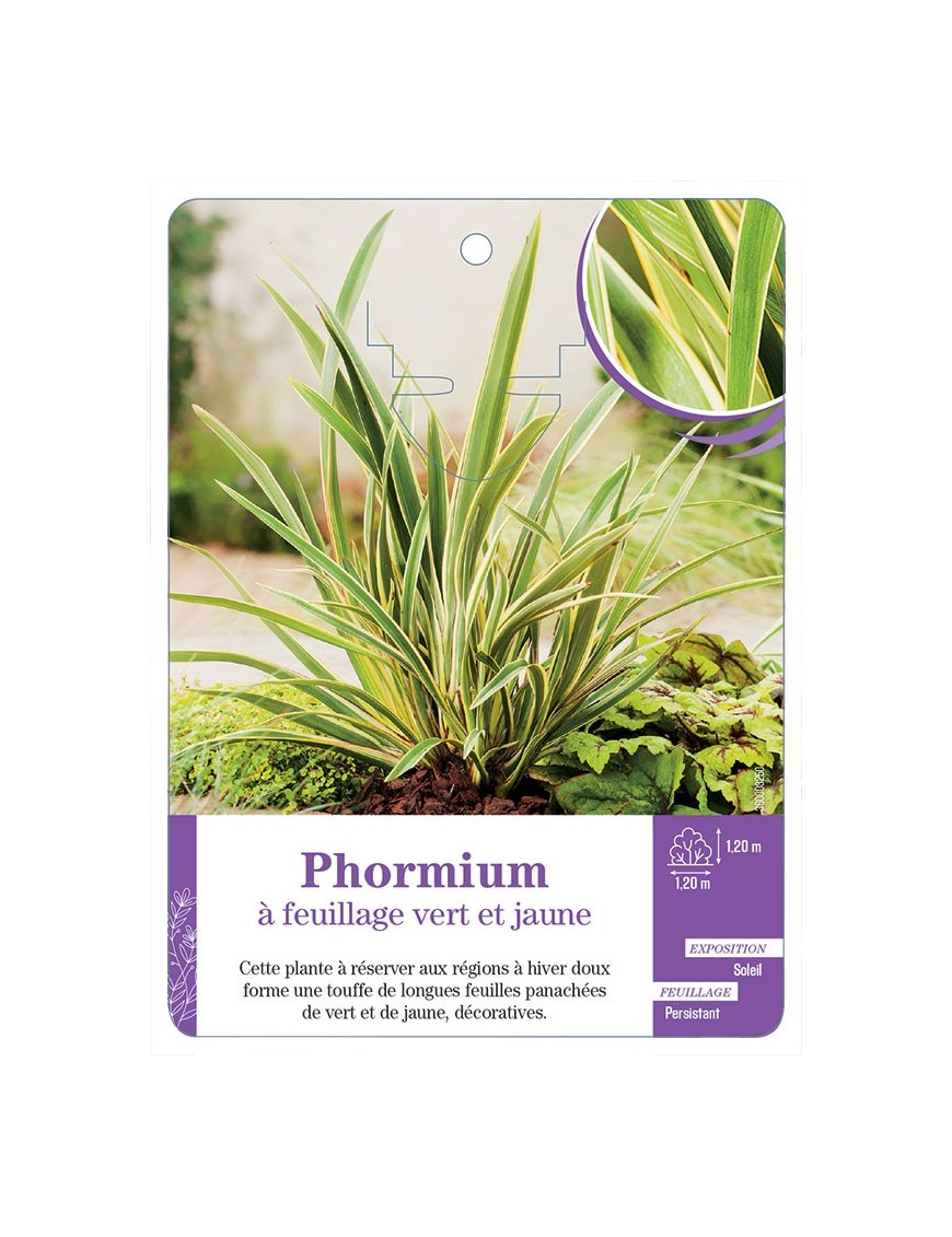 PHORMIUM à feuillage vert et jaune
