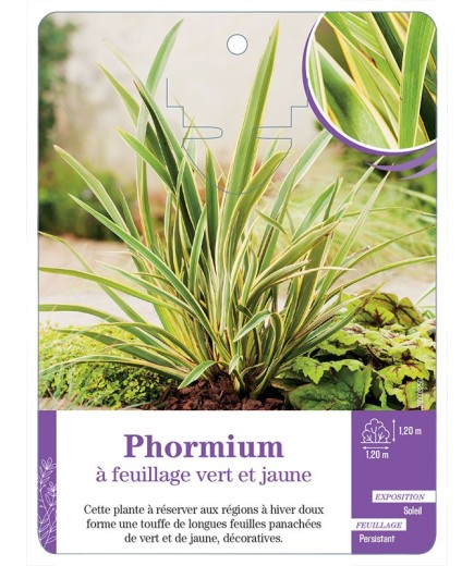 PHORMIUM à feuillage vert et jaune