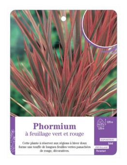 PHORMIUM à feuillage vert et rouge