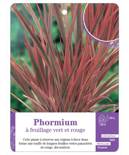 PHORMIUM à feuillage vert et rouge
