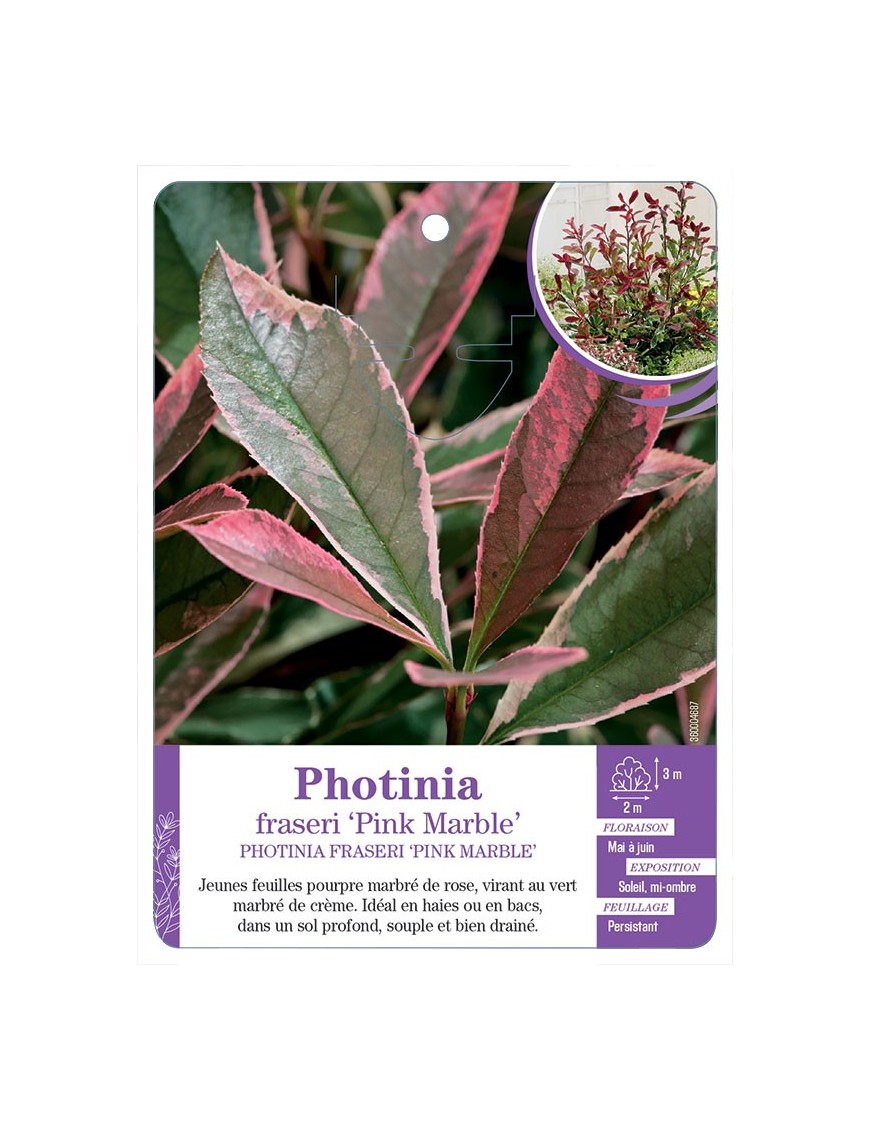 PHOTINIA FRASERI PINK MARBLE