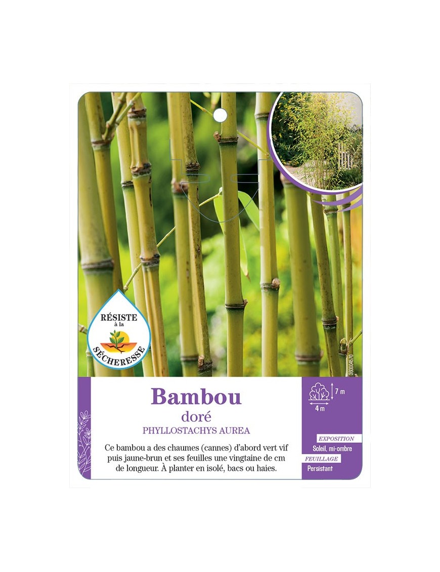 PHYLLOSTACHYS AUREA voir Bambou doré