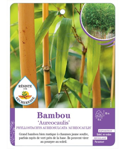 PHYLLOSTACHYS AUREOSULCATA AUREOCAULIS voir Bambou